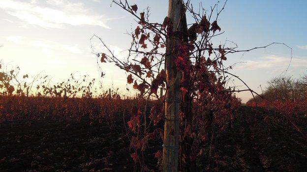 Moldovan vineyard