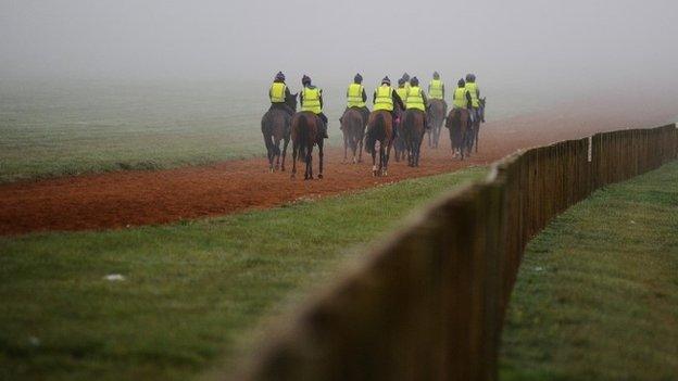 Racehorses on Newmarket gallops