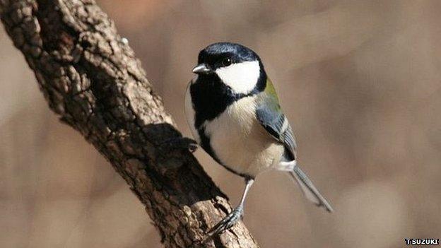 Japanese great tit