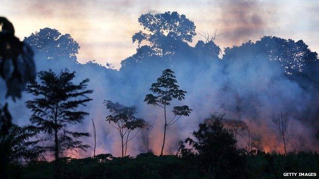 Forests in Peru