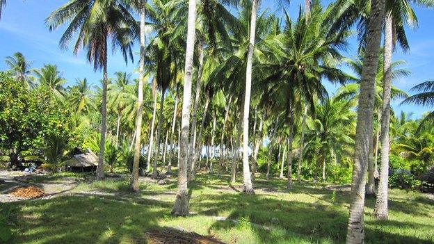 The future of Abaiang’s coconuts is uncertain