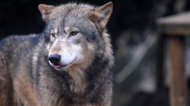 One of the wolves inside Colchester Zoo's enclosure before the escape