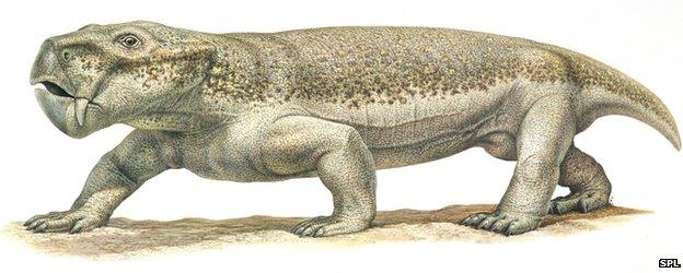 Dicynodont