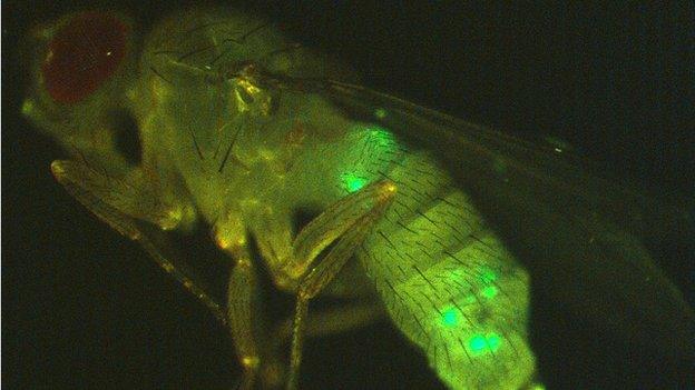 female fly shown in profile, with secretory cells labelled green