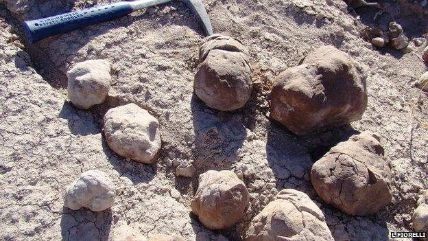 Coprolites exposed at latrine
