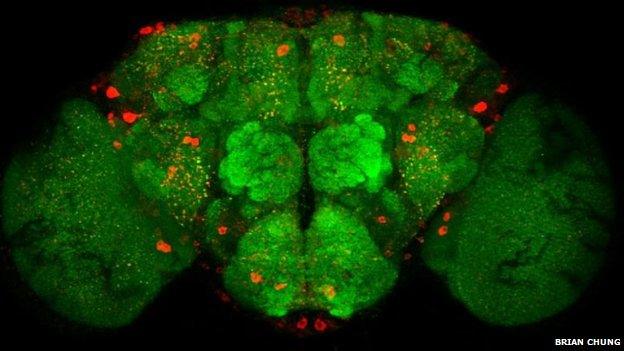 An adult male brain with neuropeptide F neurons labelled red