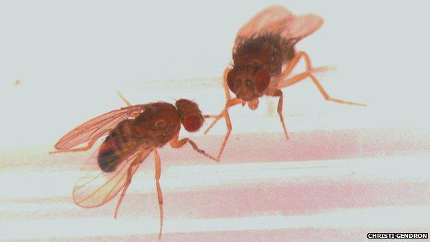 A male and female fly looking at each other