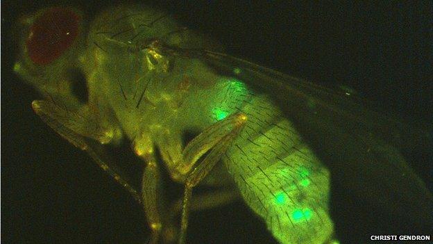 female fly shown in profile, with secretory cells labelled green