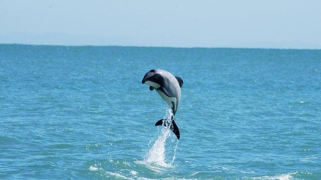 Maui's dolphin