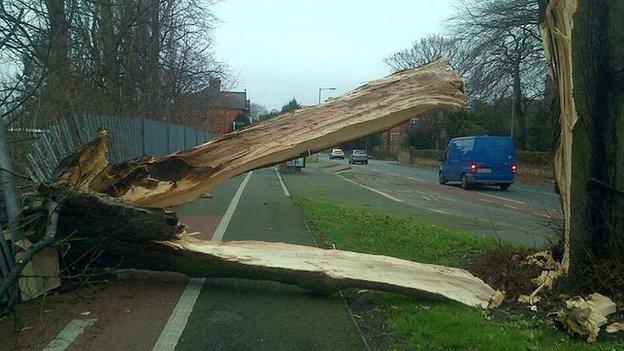 Tree blown down at Chester Road, Wrexham