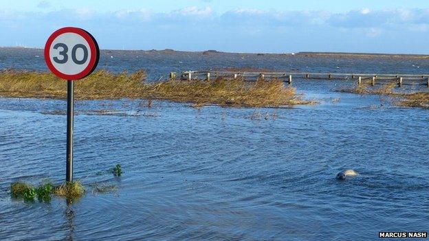 Seal swimming along the A149 in Cley, Norfolk