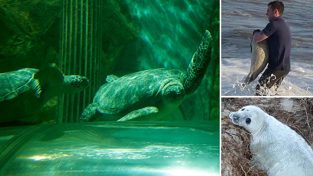 Turtles and seals being rescued from tidal surge