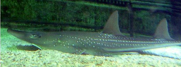 Bowmouth guitar shark