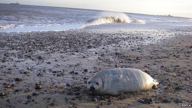 Injured seal in Norfolk