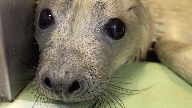 Seal at RSPCA East Winch