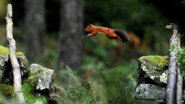 Red squirrel