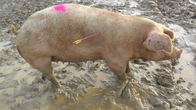 Pig shot with crossbow, Blythburgh