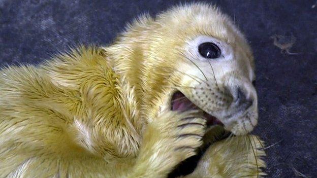 Seal pup at RSPCA East Winch