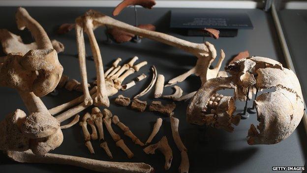 Skeleton inside the new Stonehenge visitor centre and exhibition.