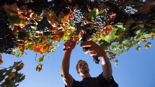 Israeli vineyard