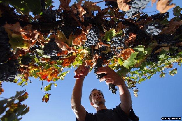 Israeli vineyard