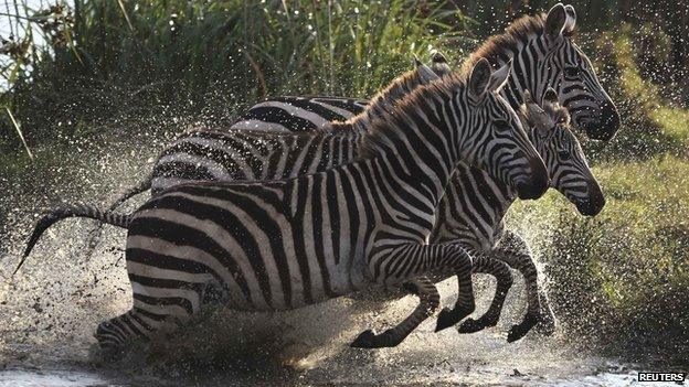 Zebras in Nairobi jumping out of water