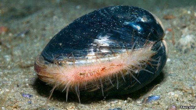 Ocean quahog clam