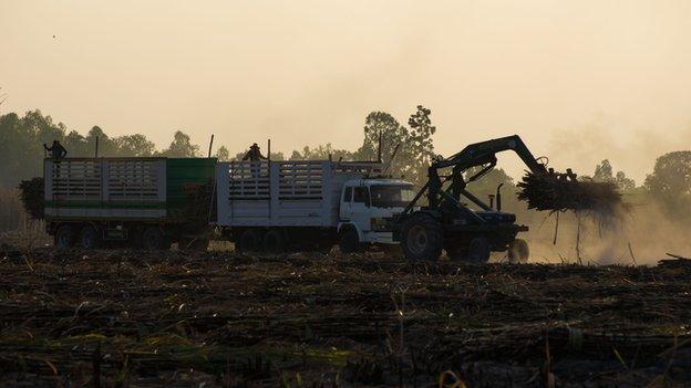 The sugar harvest at Udon Thani