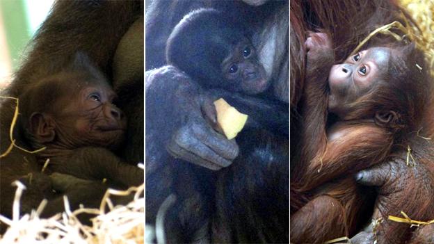 Great apes born at Twycross in 2013