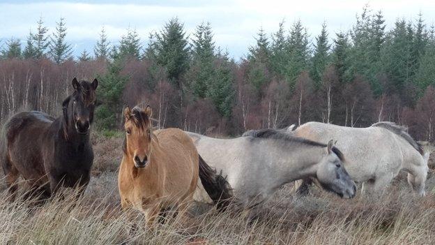 Ponies at Culloden battlefield