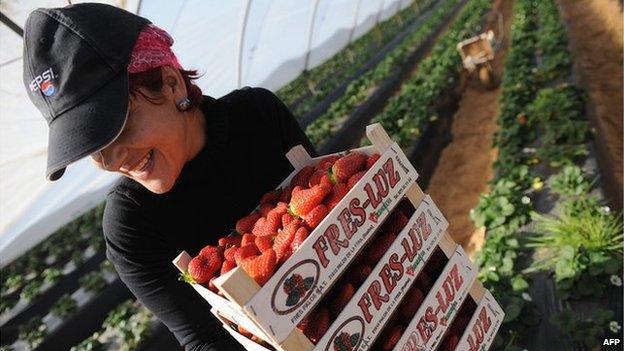 A Romanian fruitpicker in Spain