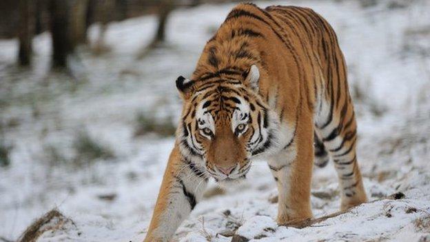 Amur tiger, Marty