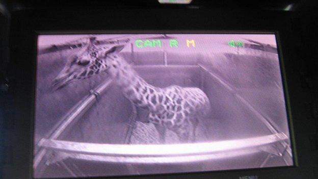 A giraffe being monitored by CCTV