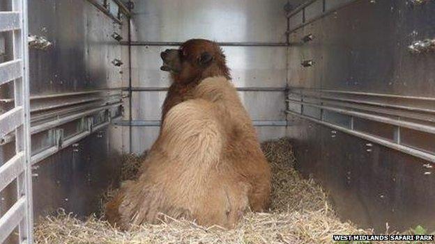 A camel being transported