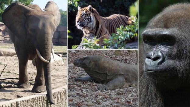 elephant, tiger, gorilla and komodo