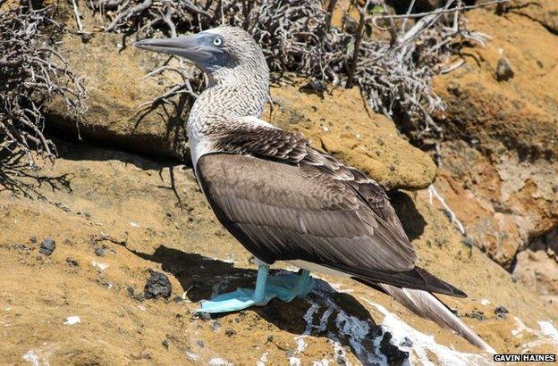 Blue-footed booby