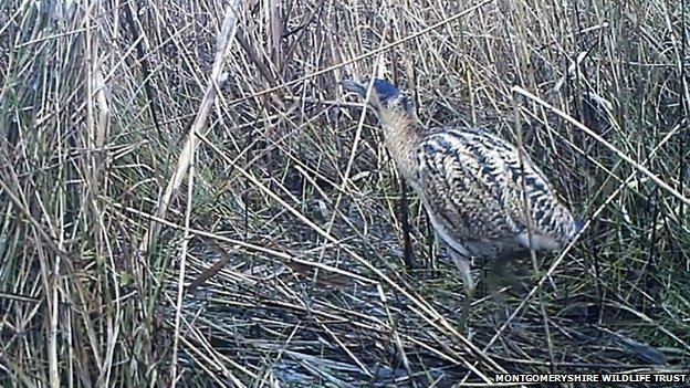 Bittern