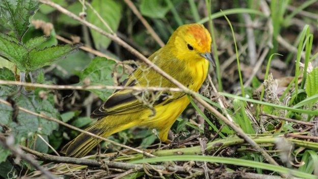 Yellow warbler