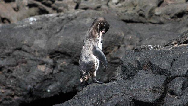 Galapagos penguin