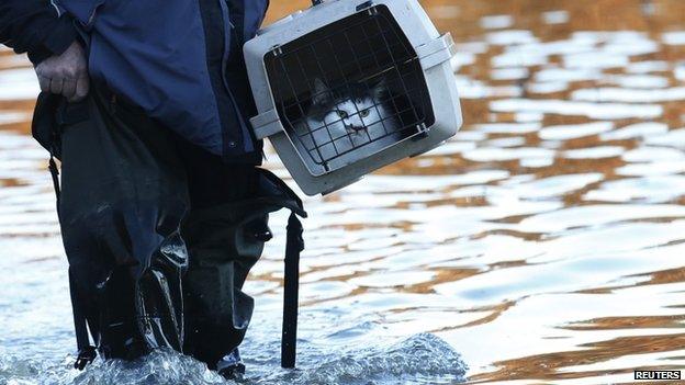 A man carrying a cat through flood water