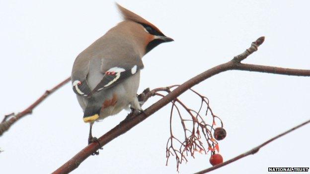 Waxwing