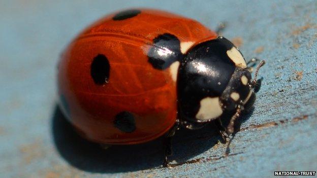 Seven-spot ladybird