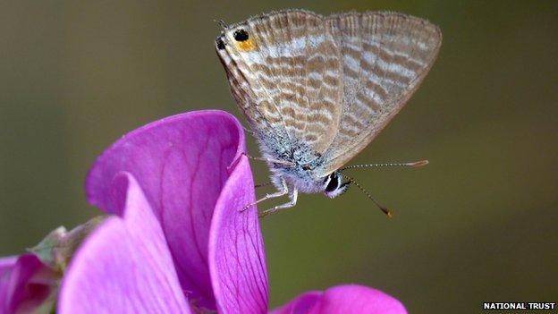 Long-tailed blue butterfly