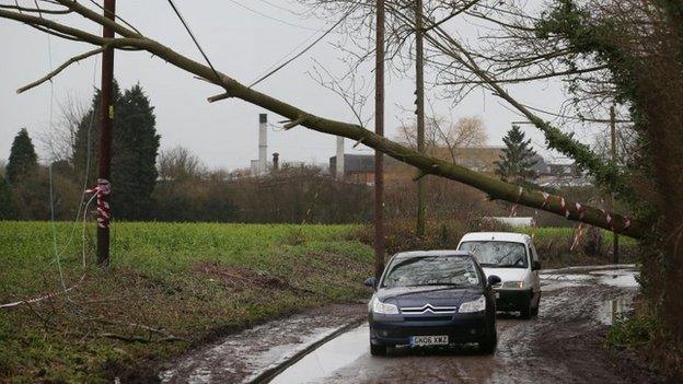 Tree in East Peckham