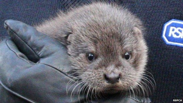 Otter cub