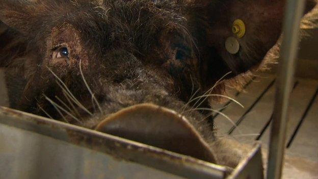 Pig number 29 is a chimeric pig