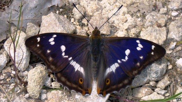 Purple Emperor Butterfly