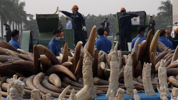 Workers destroy illegal ivory in Dongguan, southern Guangdong province, China, Monday, 6 January 2014