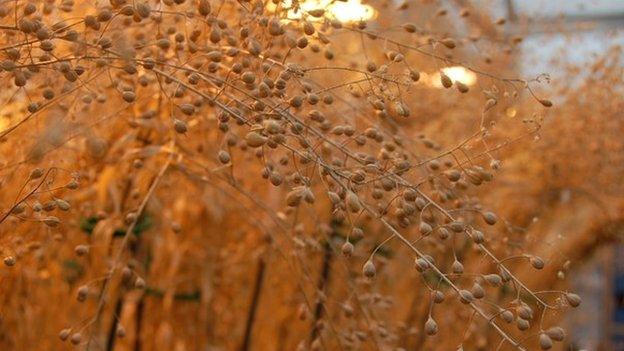 Camelina plants