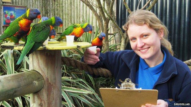 Counting the rainbow lorikeets